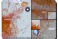Orveytbos-6-12-2023-Sikkelkoraalzwam-Microscopie-Christine-Debels