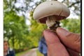 Parkbegraafplaats-Wervik-05-10-2022-Champignon-spec-Foto-Ann-Derathe