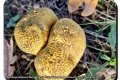 Parkbegraafplaats-Wervik-09-11-2023-Gele-aardappelbovist-Foto-Joseph-Iserbyt