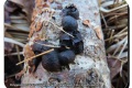 Polygoonbos-09-02-2022-Vergroeide-kogelzwam-Foto-Joseph-Iserbyt