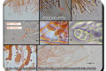 Marke-Keizerberg-24-01-2024-Gesteelde-druppelzwam-Microscopie-Christine-Debels