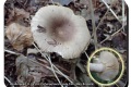 Rhodesgoed-21-09-2022-Scherpe-kamrussula-Foto-Marc-Rouzere