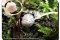 ‘t-Schrijverke-Marke-23-11-2022-Kleine-breedplaatmycena