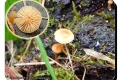 ‘t-Veld-Ardooie-19-10-2016-Geelsnedemycena