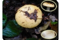 ‘t-Veld-Ardooie-19-10-2016-Geelwitte-russula