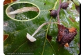 ‘t-Veld-Ardooie-19-10-2016-Slijmsteelmycena