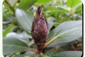 Wallemote-07-04-2022-Rhododendronknopvreter-Foto-Joseph-Iserbyt