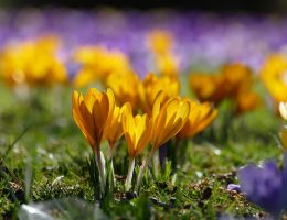 close up shot of a yellow crocus