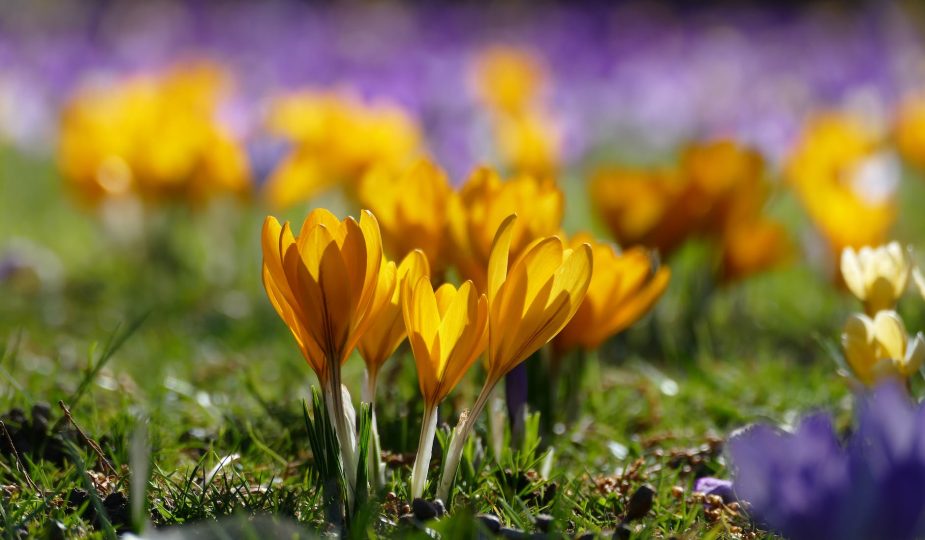 close up shot of a yellow crocus