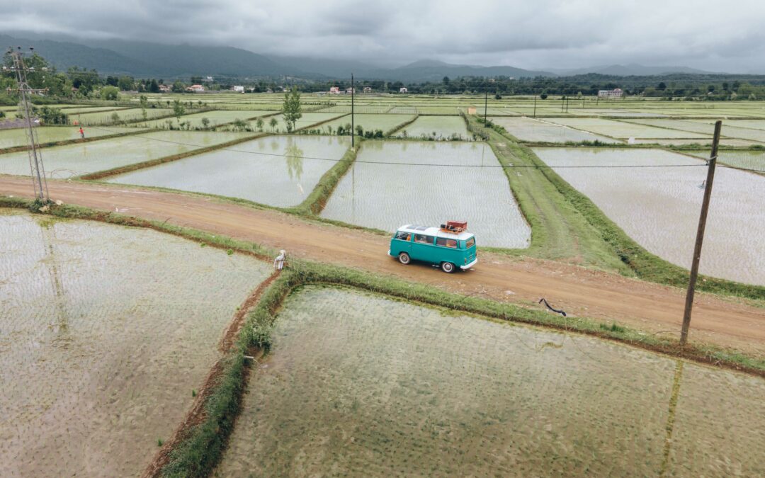 Rain, rice and misery