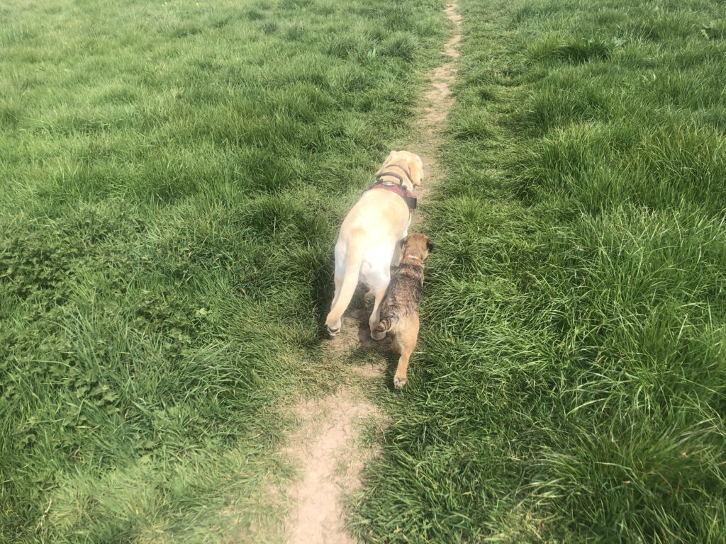 Puppies walking