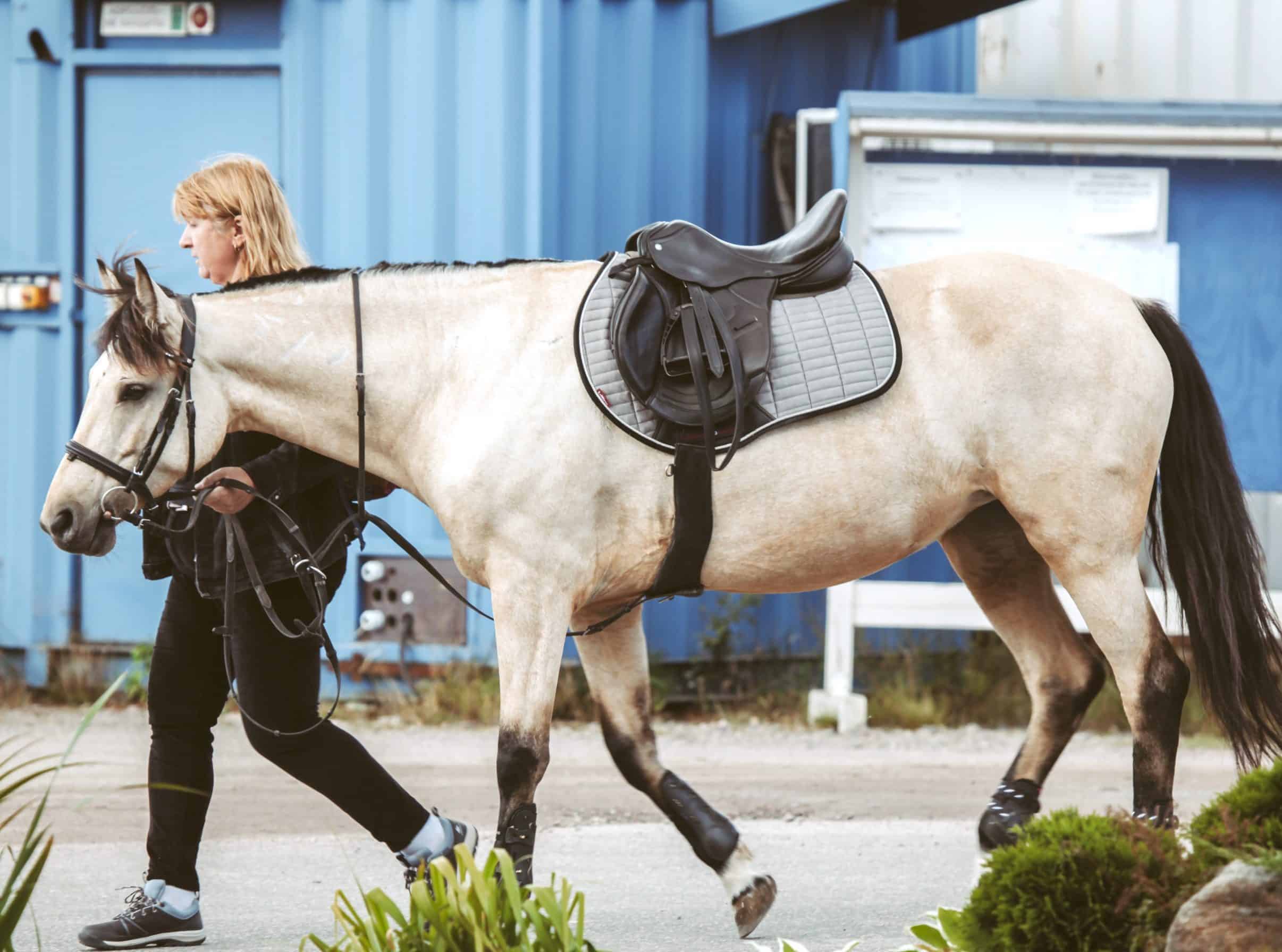 What Is Horse Tack What Do You Do With It And What All Is Defined As What Is Horse Tack What Do You Do With It And What All Is Defined As