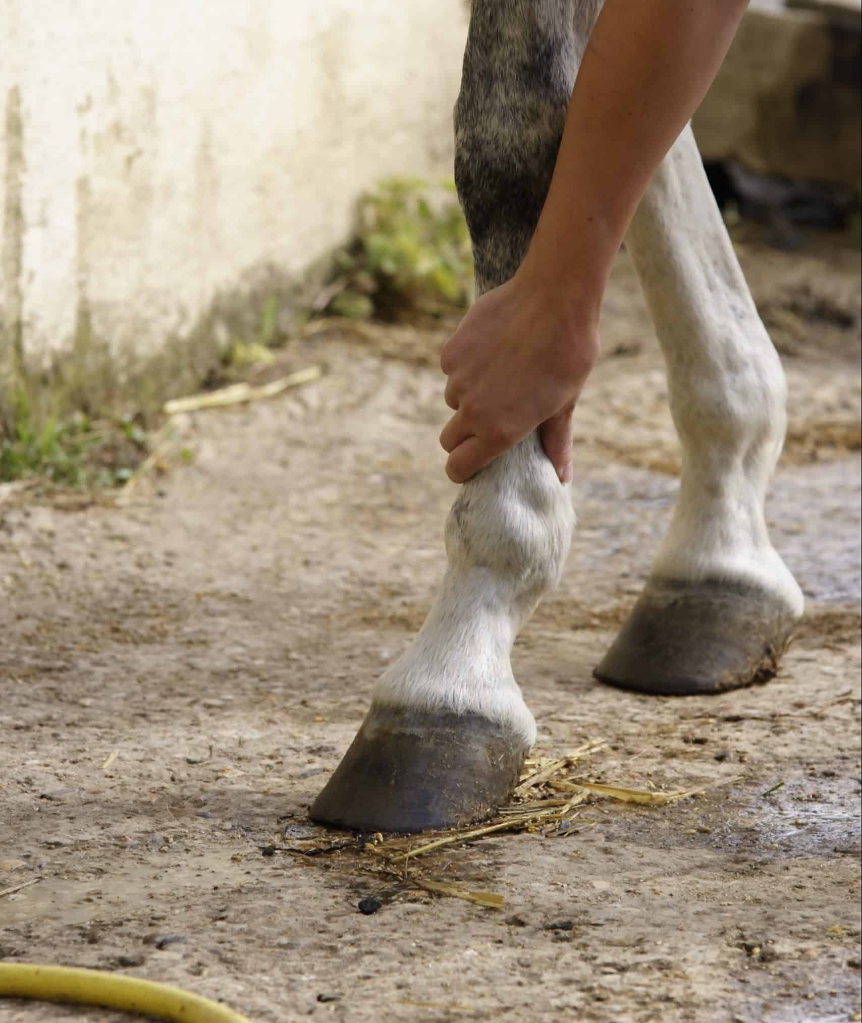 Hoof Boots Australia - Sore hooves - sore horse!