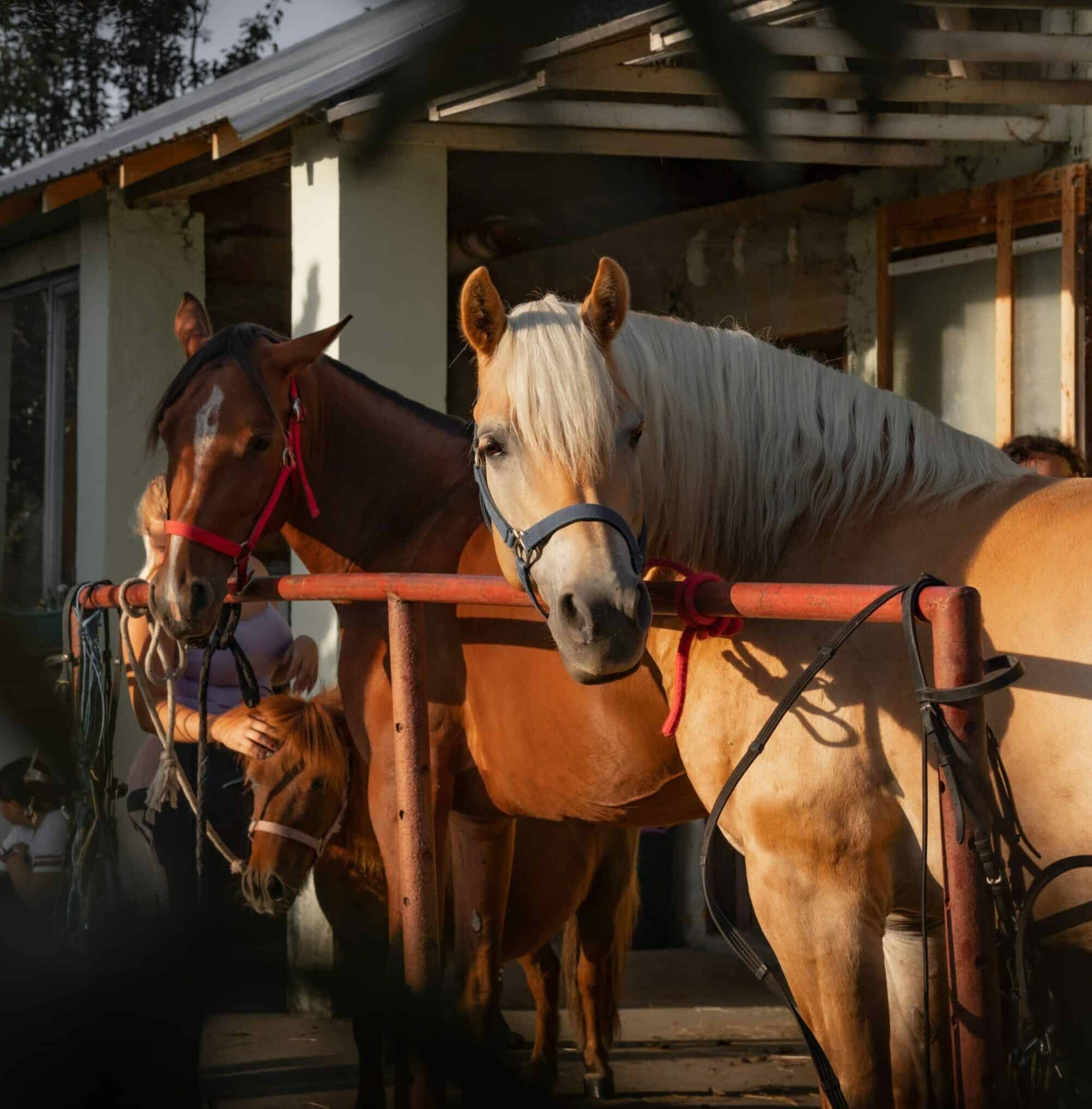 Teaching my horses to tie safely and comfortably a comprehensive guide