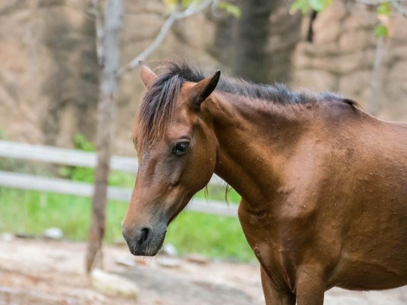 What does it mean when a horse is quidding? My life is better with horses