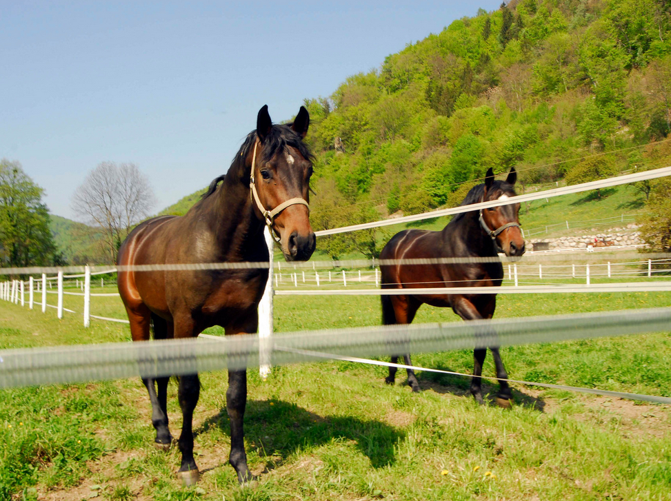 What's the difference between paddocks, fields and pastures? My life