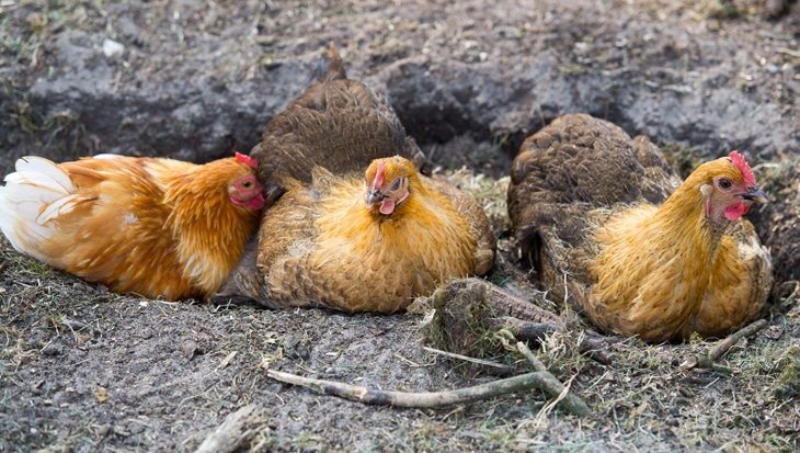 Kippenweetjes