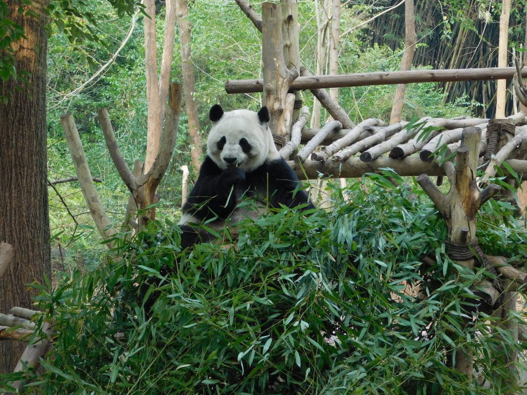 pandas in china chengdu