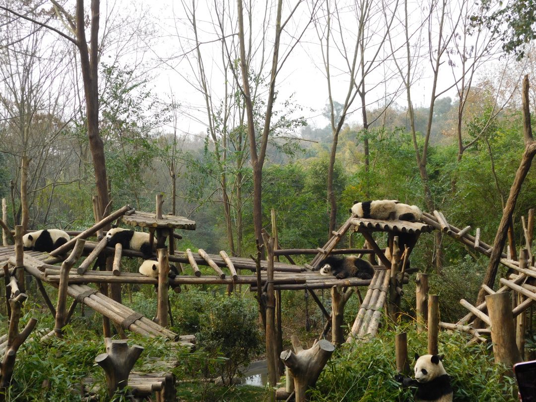 sleeping pandas