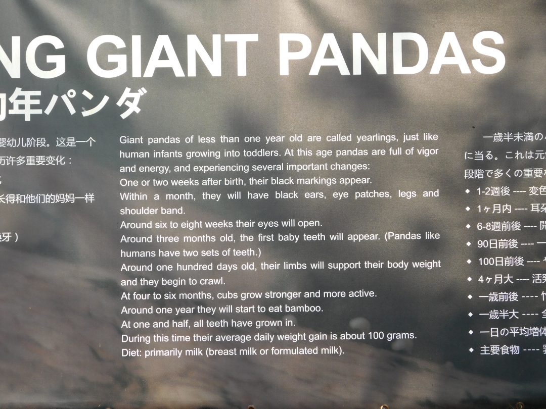 panda facts