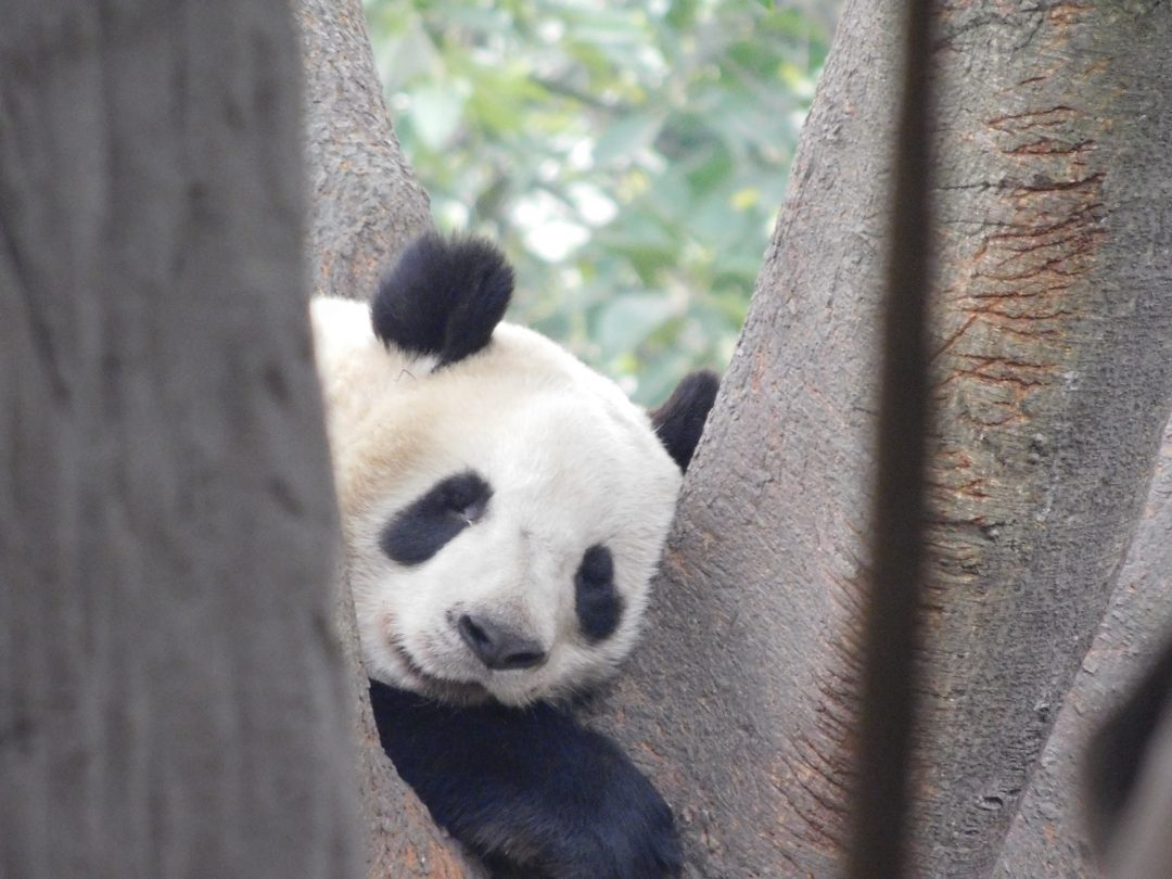 visiting pandas in china