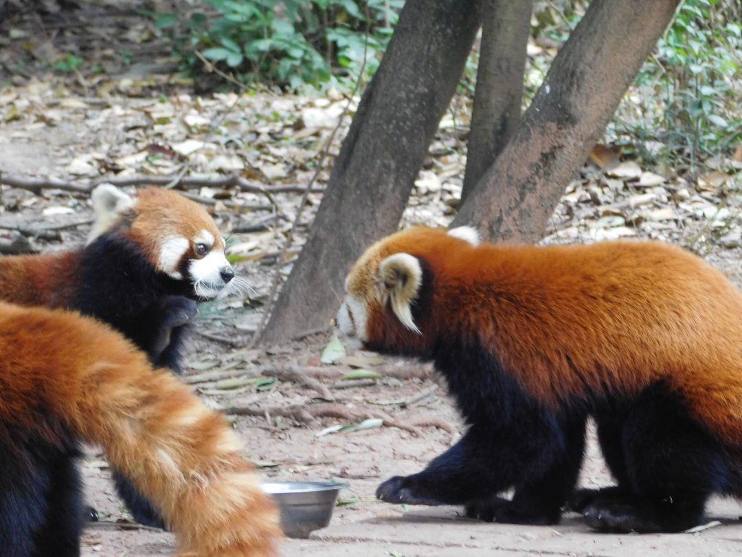 red pandas facts