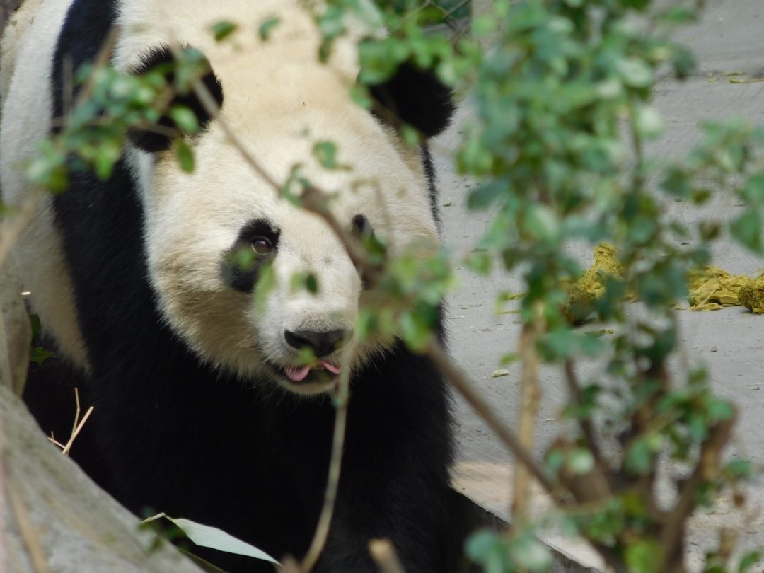 pandas in china not in zoo