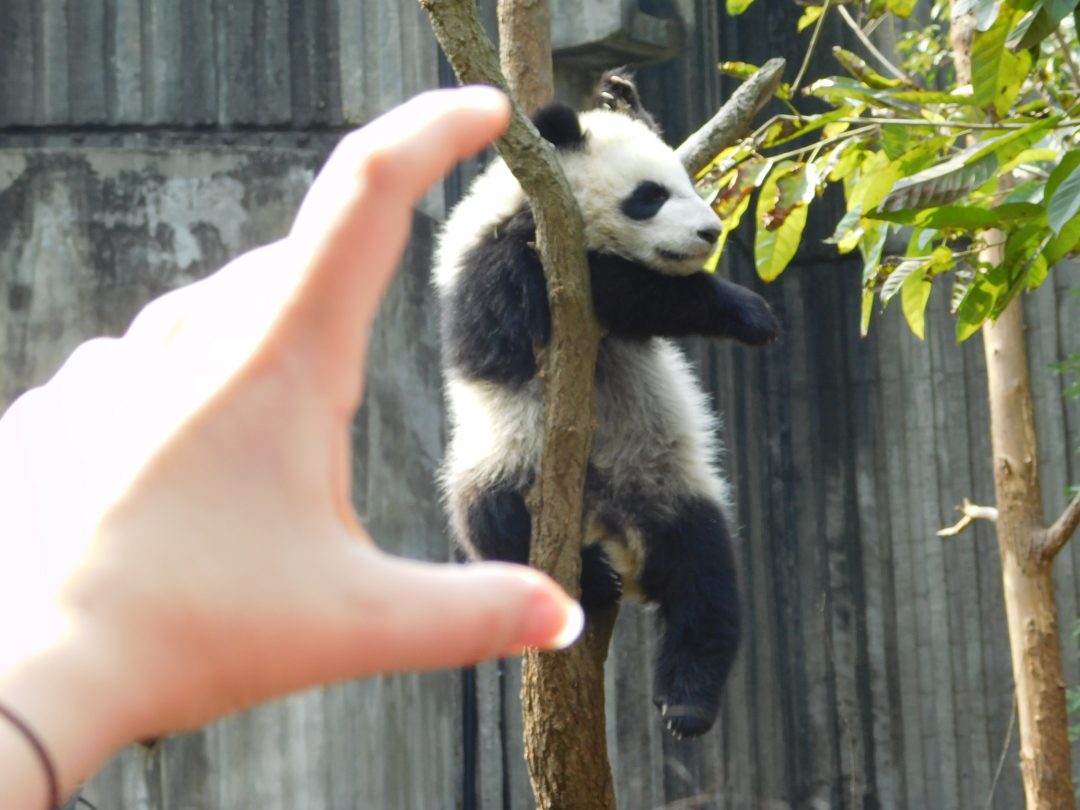 sleeping baby panda