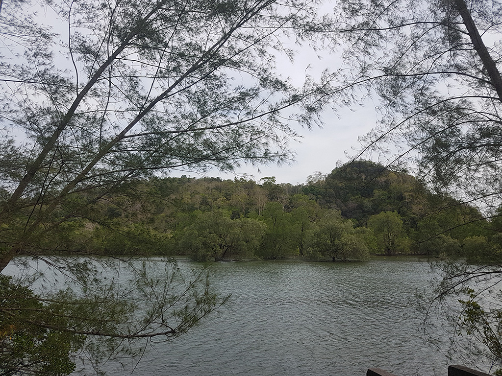 mangrove forest langkawi