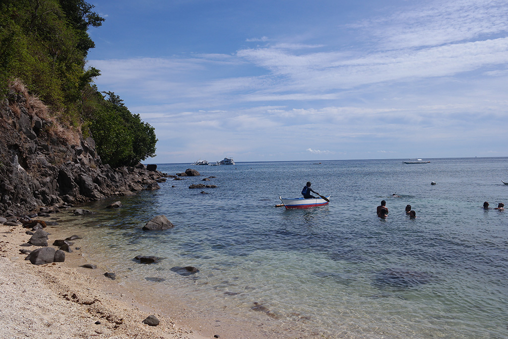 swimming with free turtles