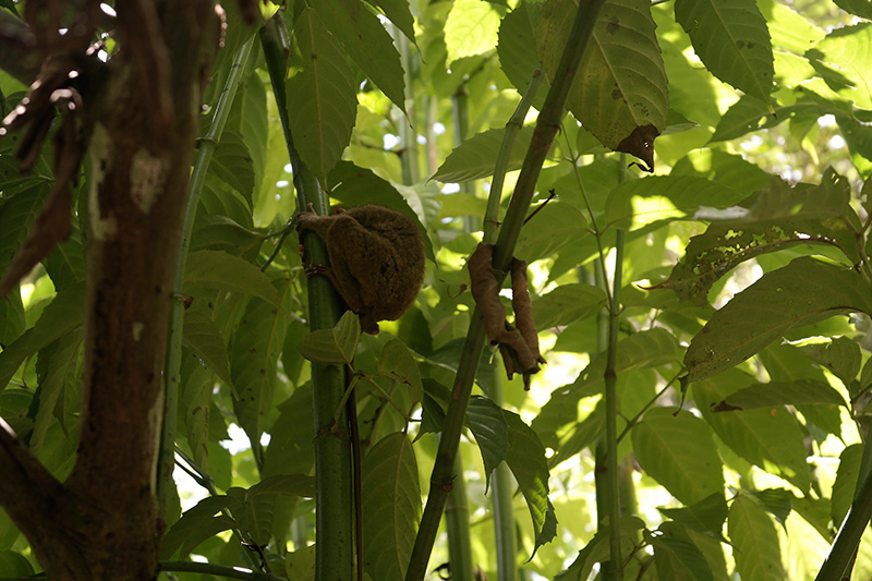 Bohol tarsier