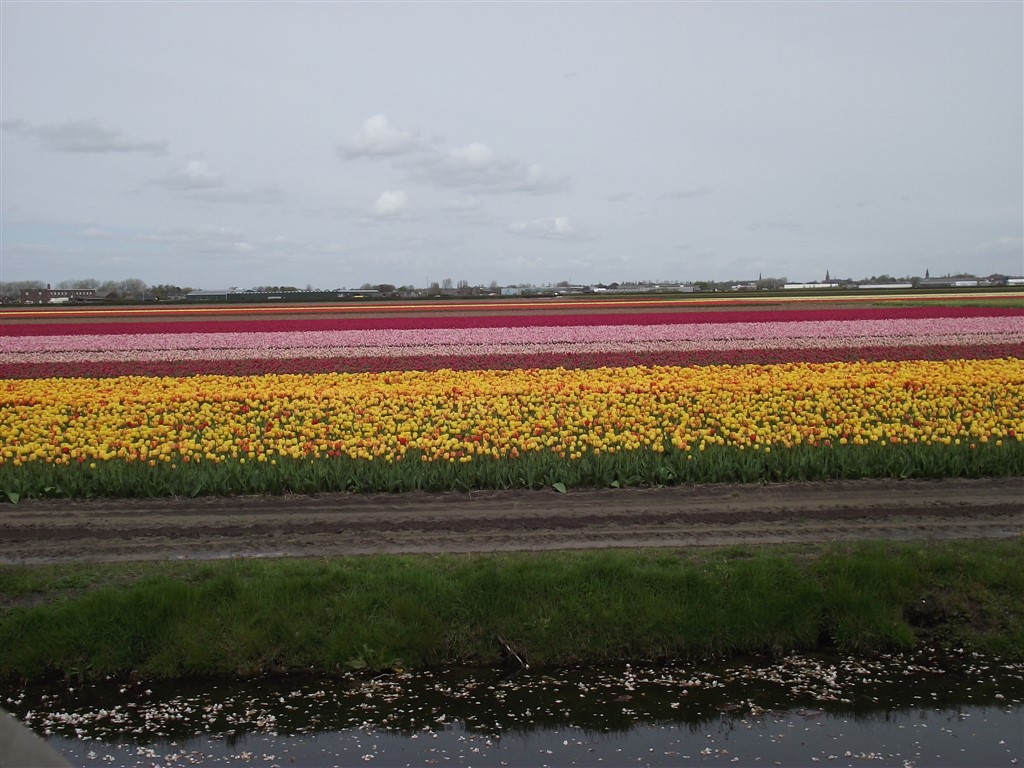 tulips boat ride