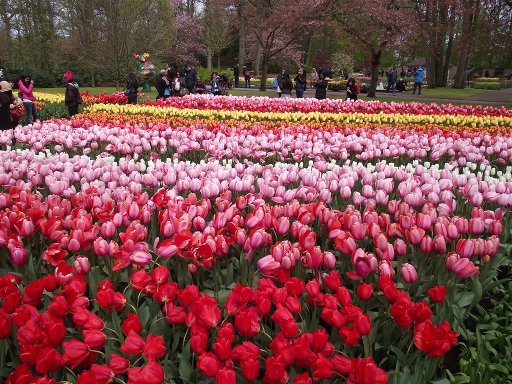 tulip patterns Holland