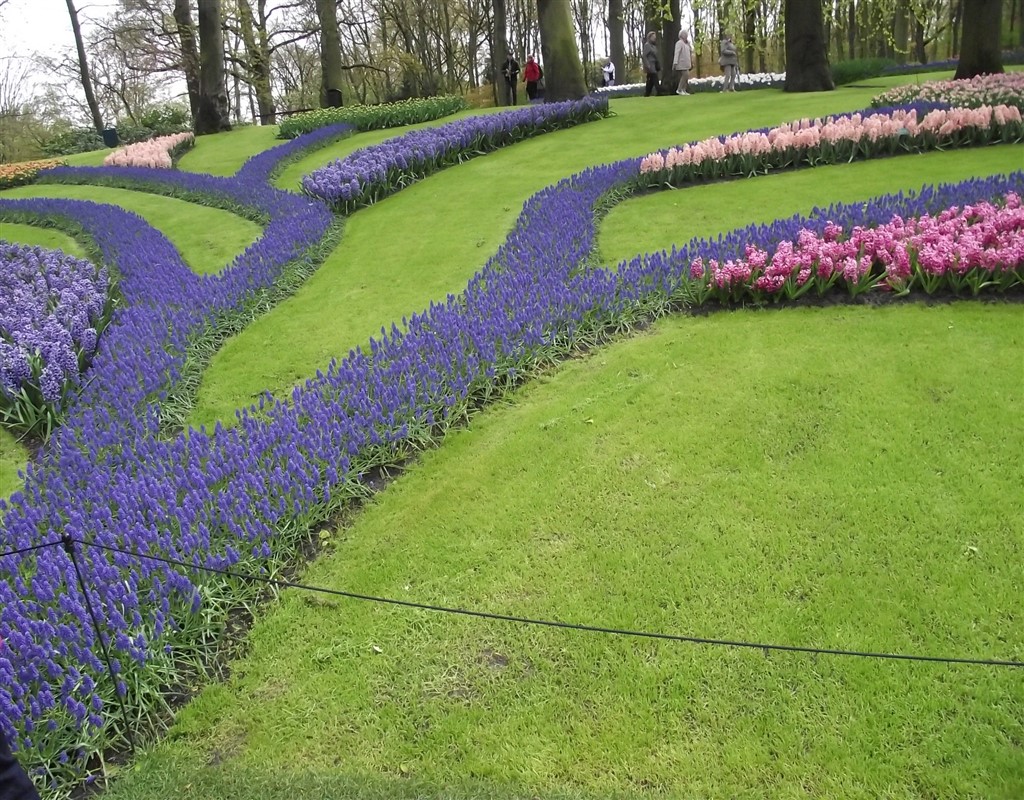 keukenhof tulip fields patterns 