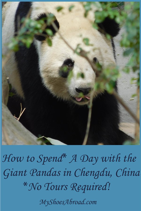 How to see Pandas in Chengdu