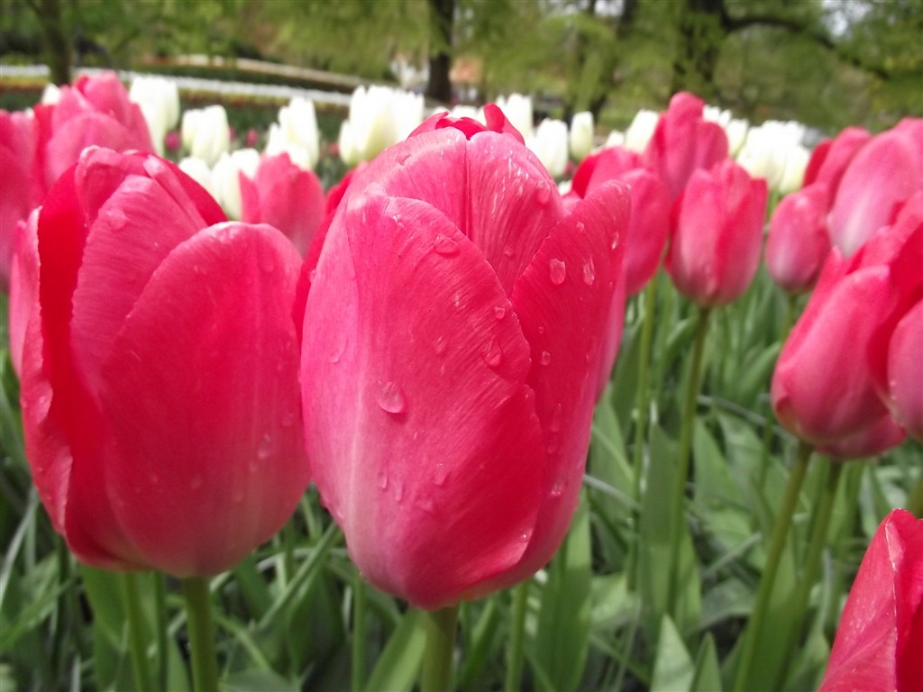 red tulip Holland