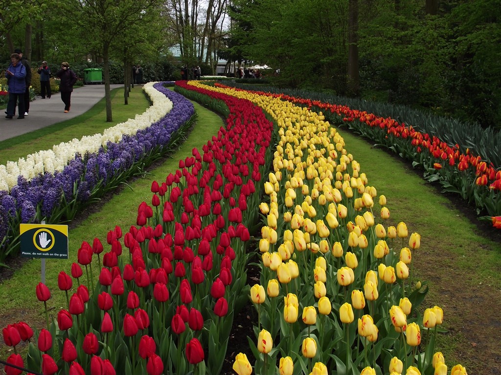 tulip garden holland