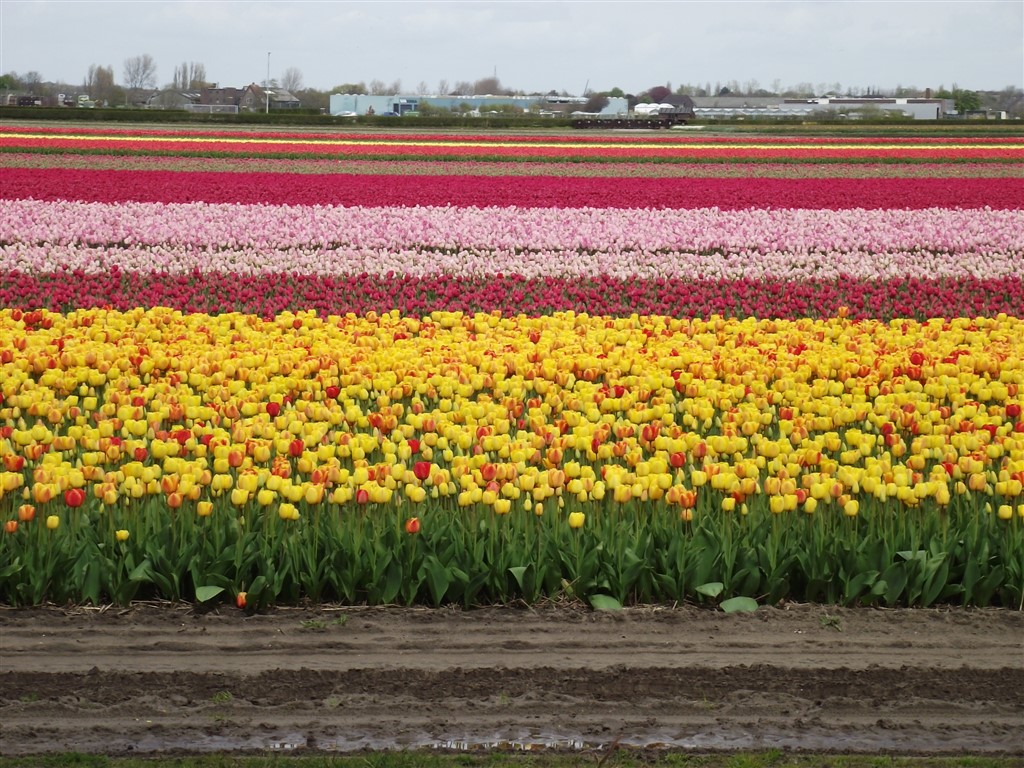 tulips fields Netherlands