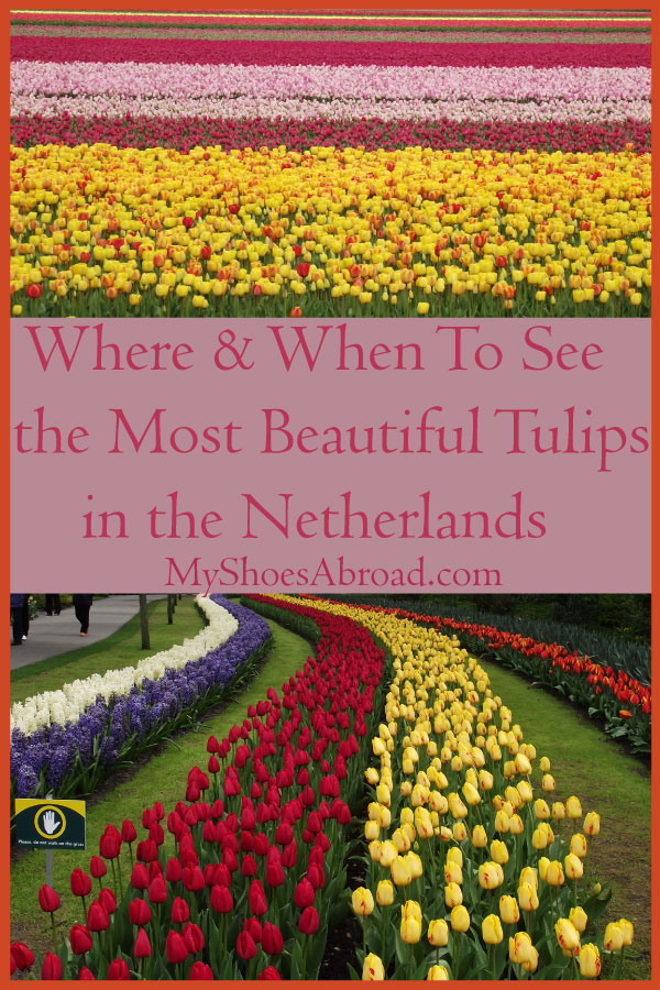 How, when and where you can find the most beautiful tulips in Holland