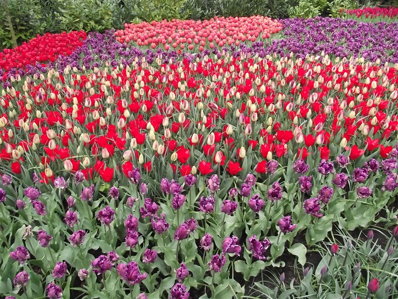 tulip fields holland