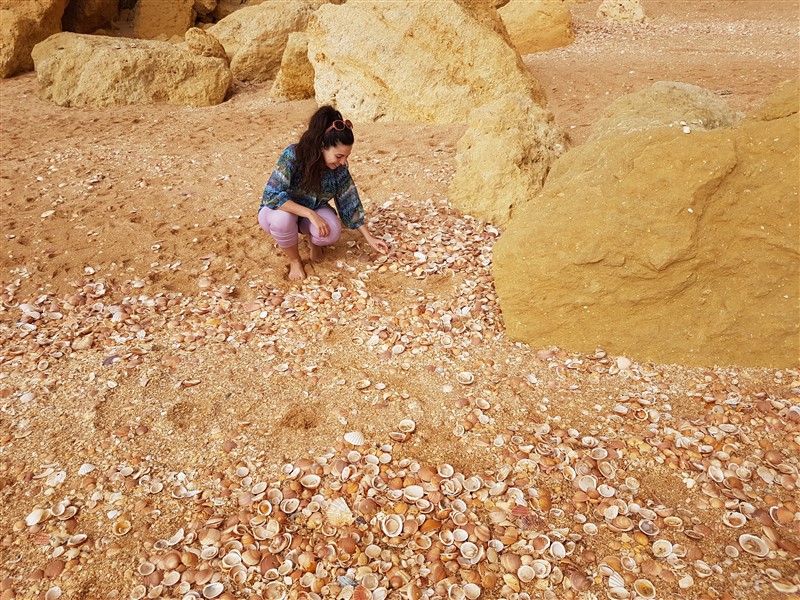 Algarve Shells