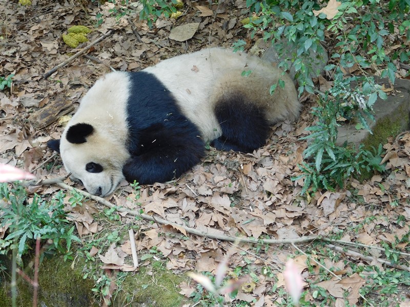 panda china what to expect