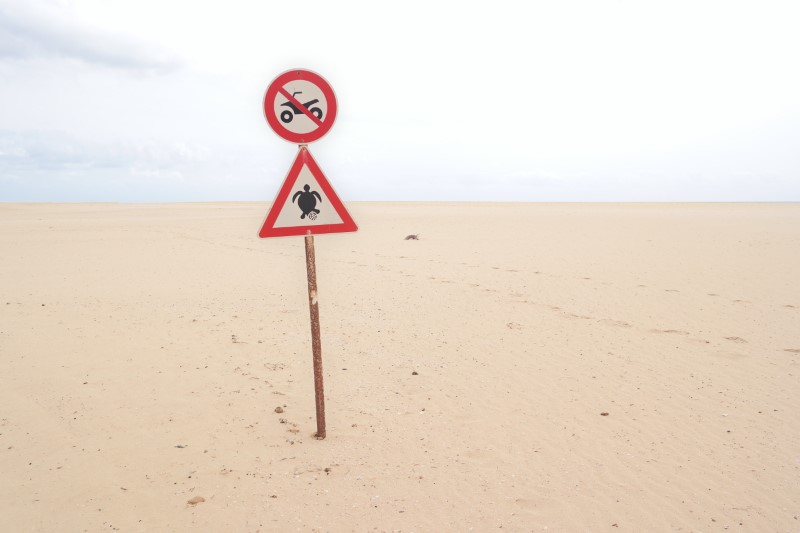 turtles Cape Verde