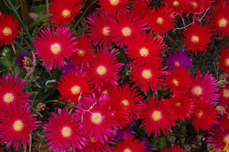 red flowers