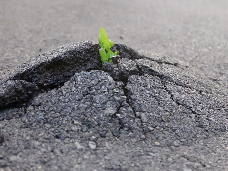 Small,And,Green,Plant,Grows,Through,Urban,Asphalt,Ground.,Green
