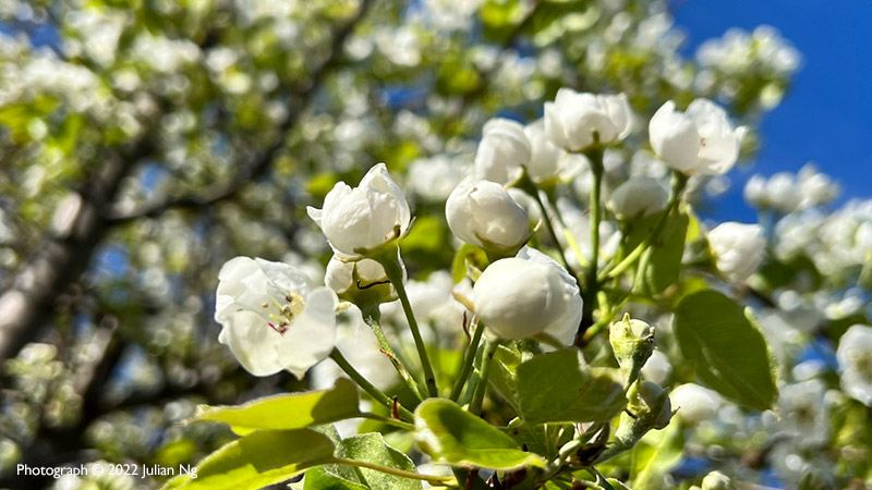 Cherry blossoms