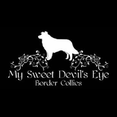 My Sweet Devils Eye border collies