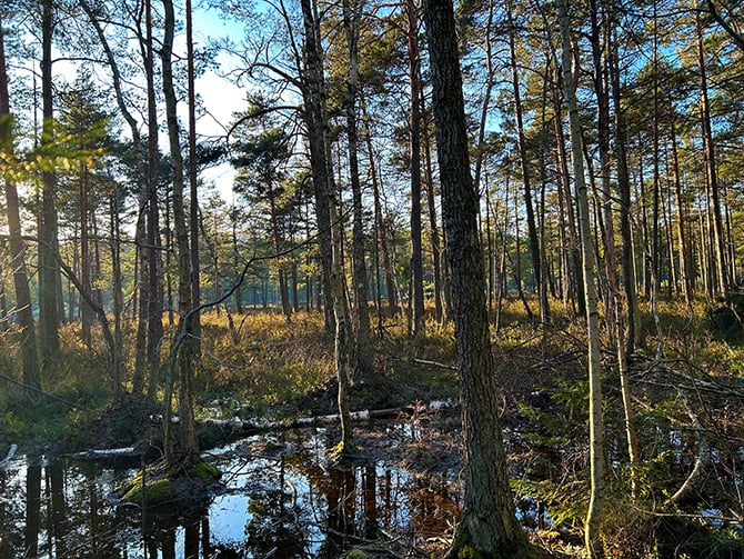 Älta Mosse