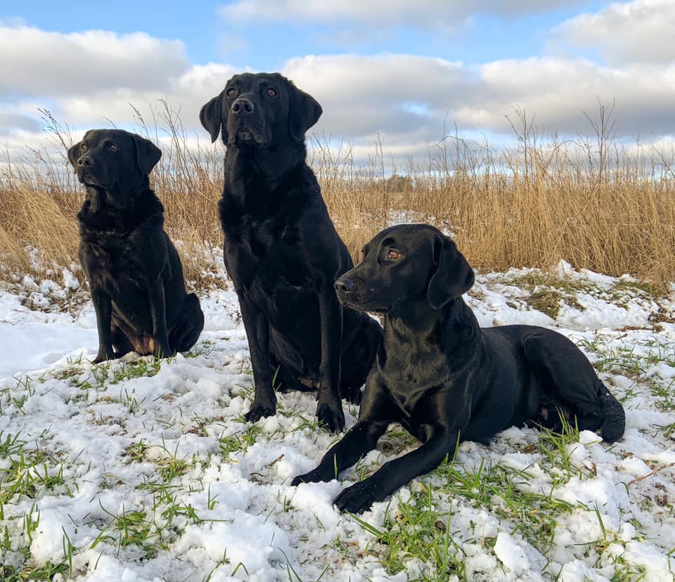 Nakkedragets Gundogs på jagt