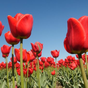 Fotokonkurrence – Lollandske tulipanmarker